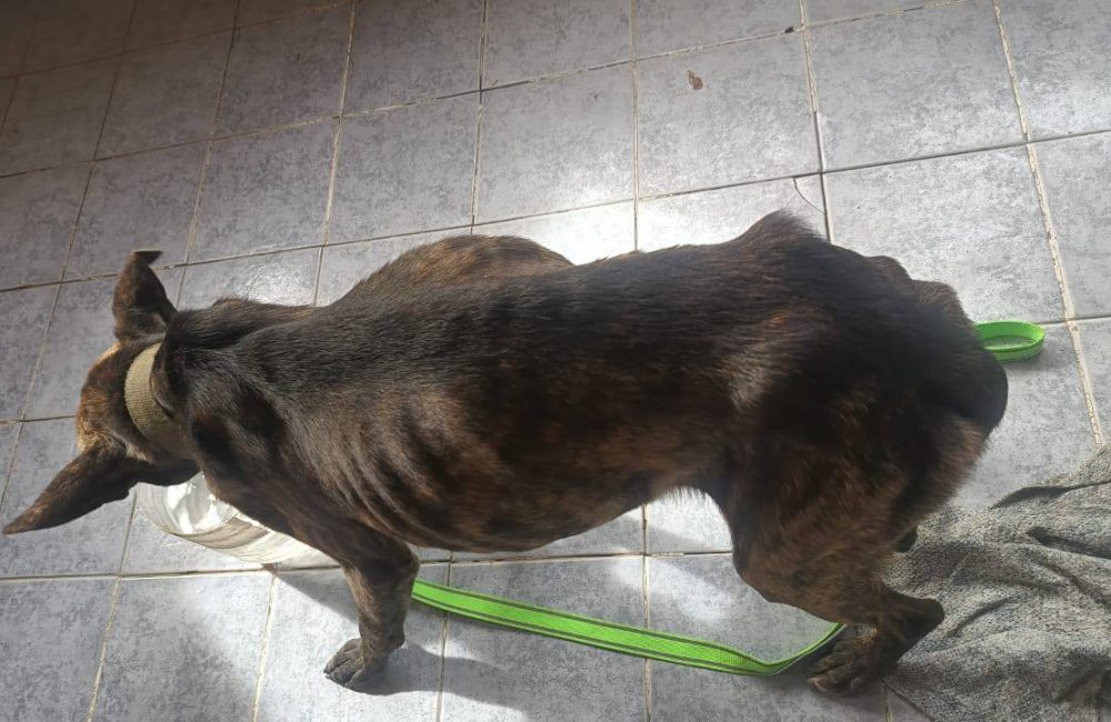 perro rescatado puesto policial 02