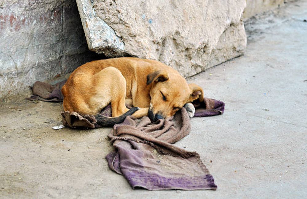 Abandoned dog lying on the ground