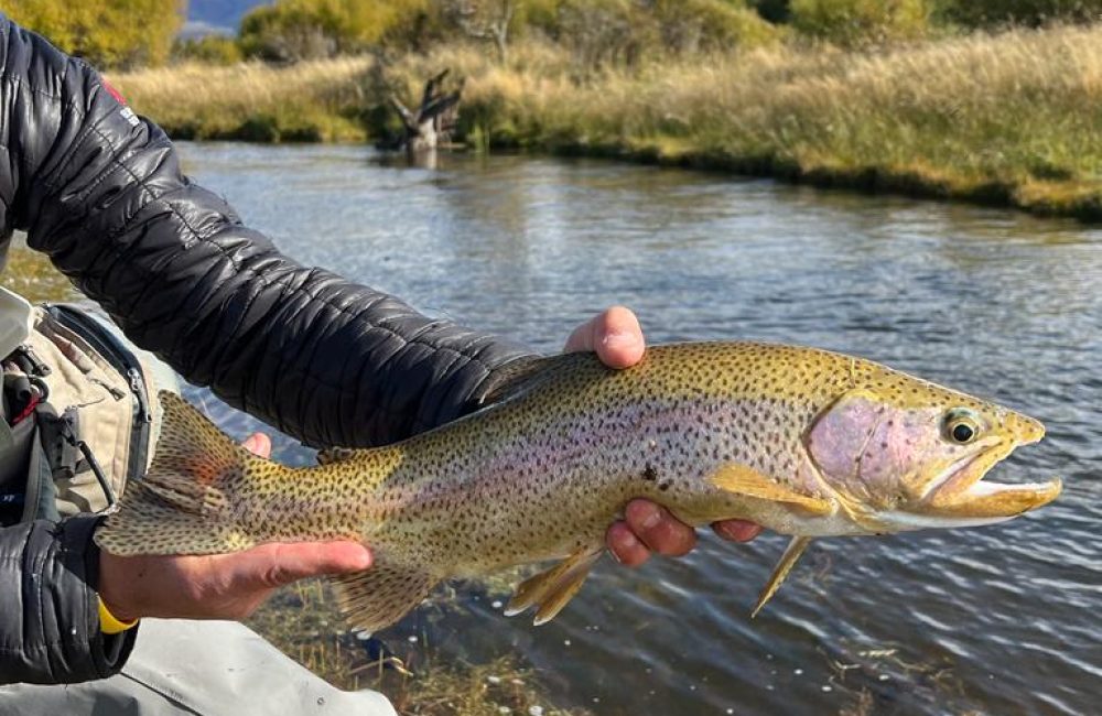 pesca 11