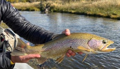 pesca 2