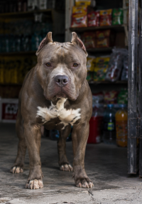 pitbull portada