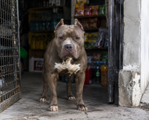 pitbull portada