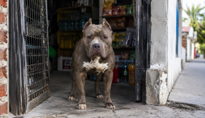 pitbull portada