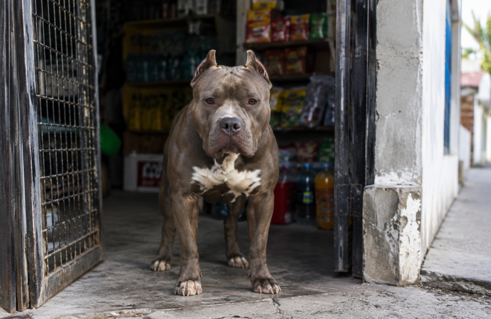 pitbull portada