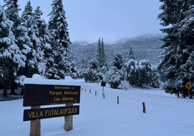 pnla nieve 5