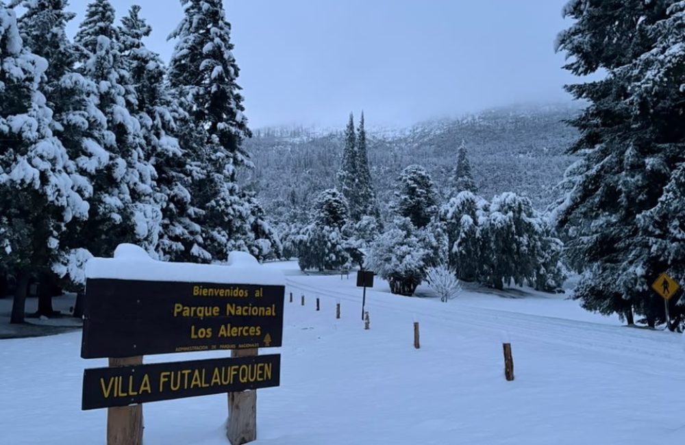 pnla nieve 5