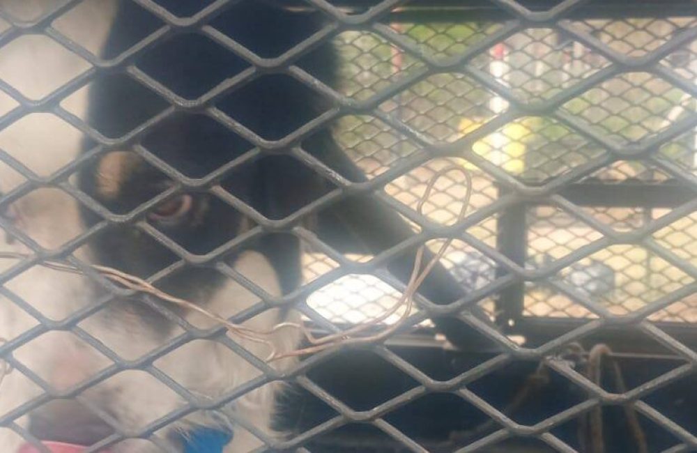 rescate fauna urbana 2