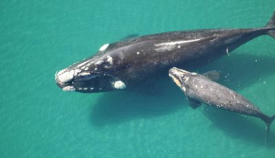 temporada de ballenas 2