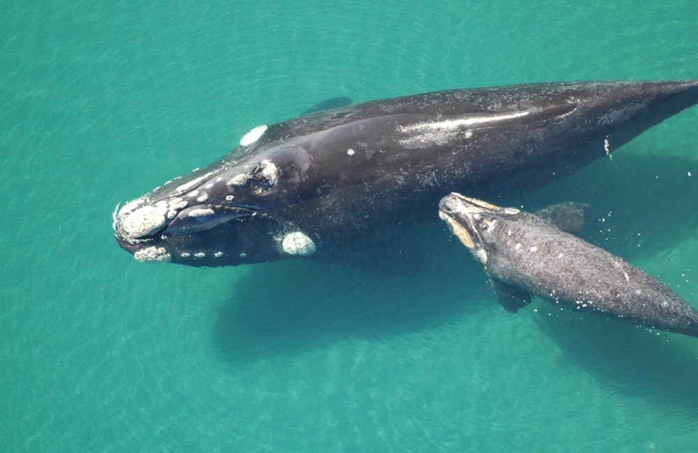 temporada de ballenas 2