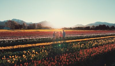 tulipanes 2026 2