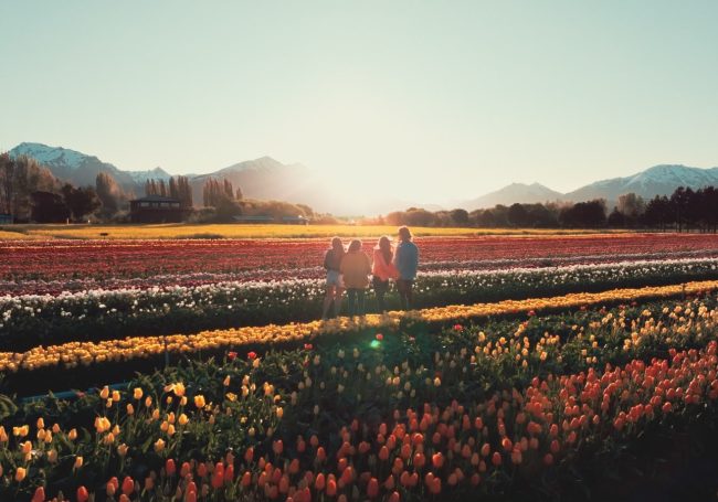 tulipanes 2026 2