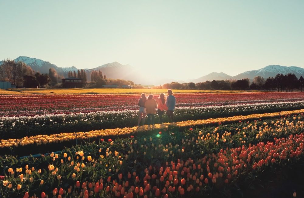 tulipanes 2026 2