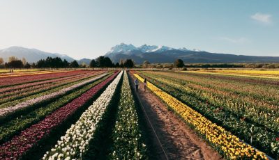 tulipanes 8
