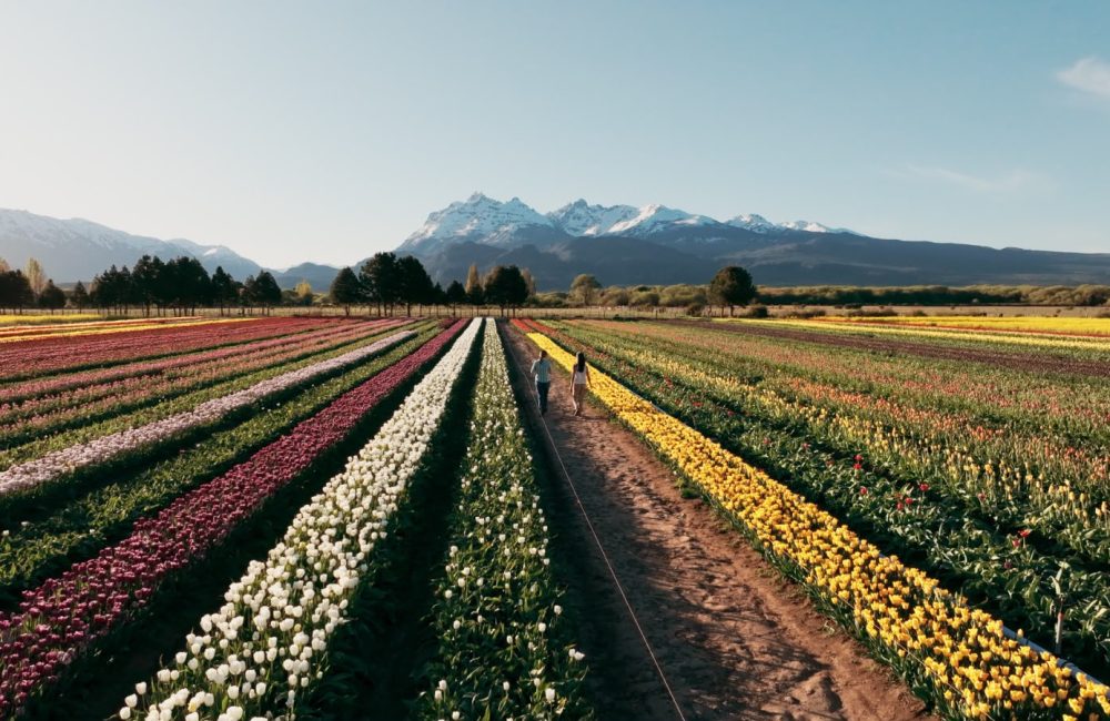 tulipanes 8