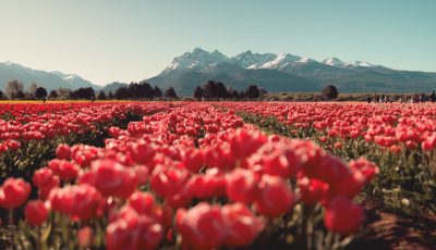 tulipanes 99