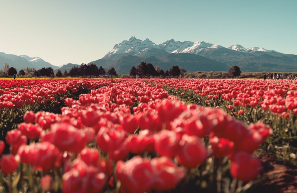 tulipanes 99