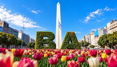 tulipanes en ba