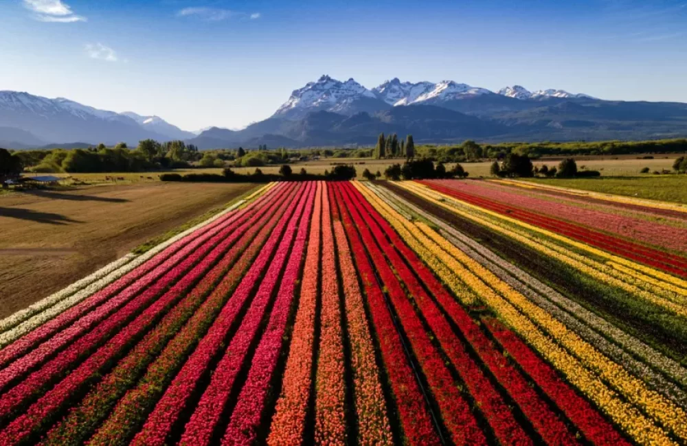 tulipanes