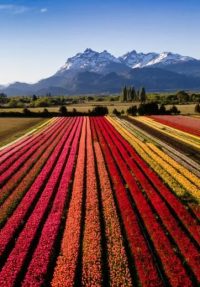 tulipanes