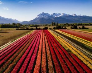 tulipanes