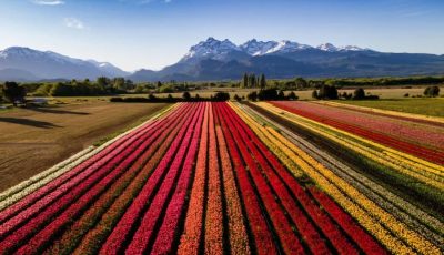 tulipanes