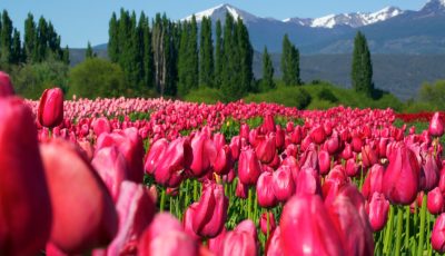 tulipanes