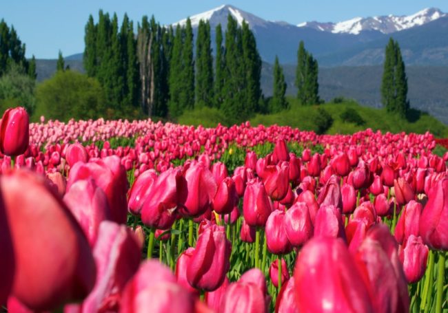 tulipanes