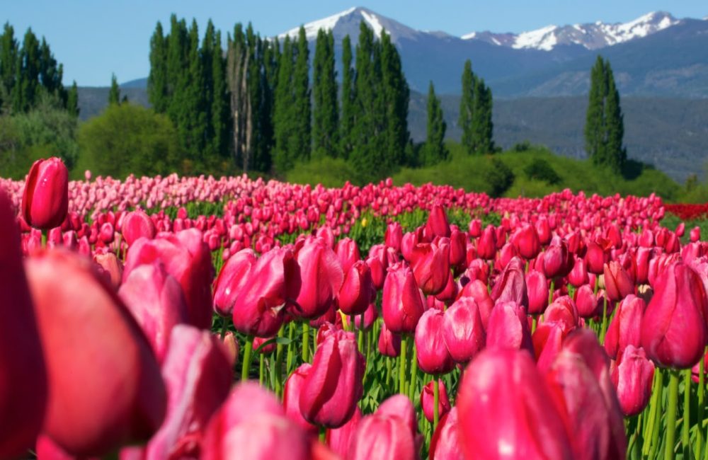 tulipanes
