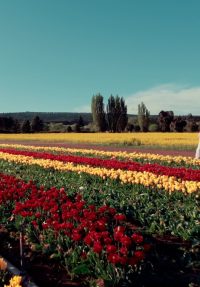 turismo tulipanes