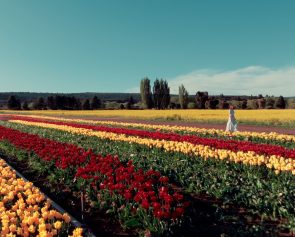 turismo tulipanes