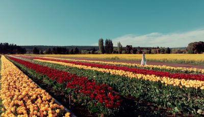 turismo tulipanes