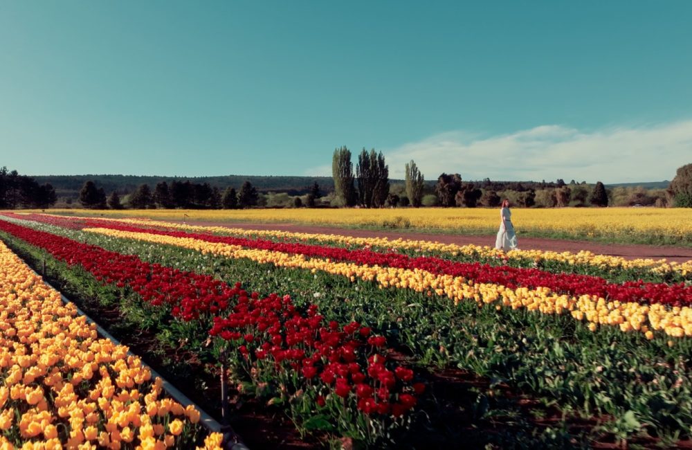 turismo tulipanes