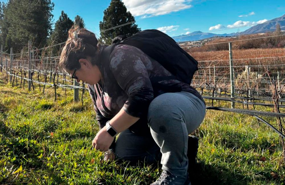 viñedo 02